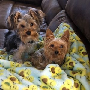 Meet your Posher, Bruce